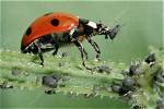 What Do Coccinellidae Eat?