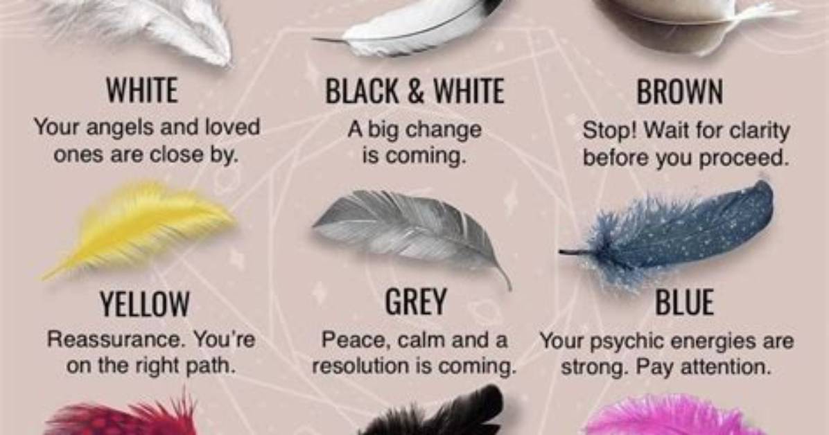 What Do Colors of Feathers Mean?