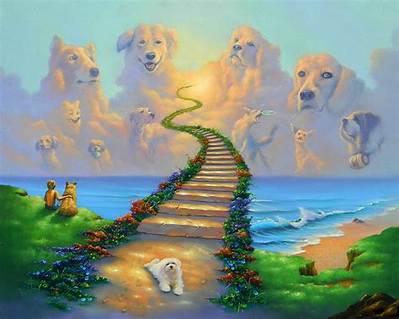 What Do Dogs Do in Heaven?