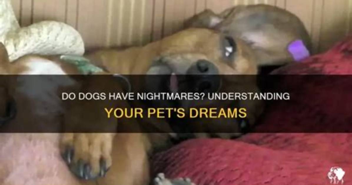 What Do Dogs Nightmare About?