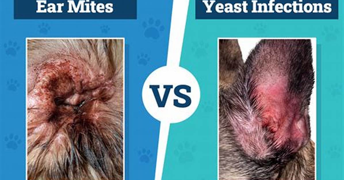 What Do Ear Mites Smell Like in Cats?