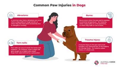 What Do I Do If My Dog Ate Rat Poop?