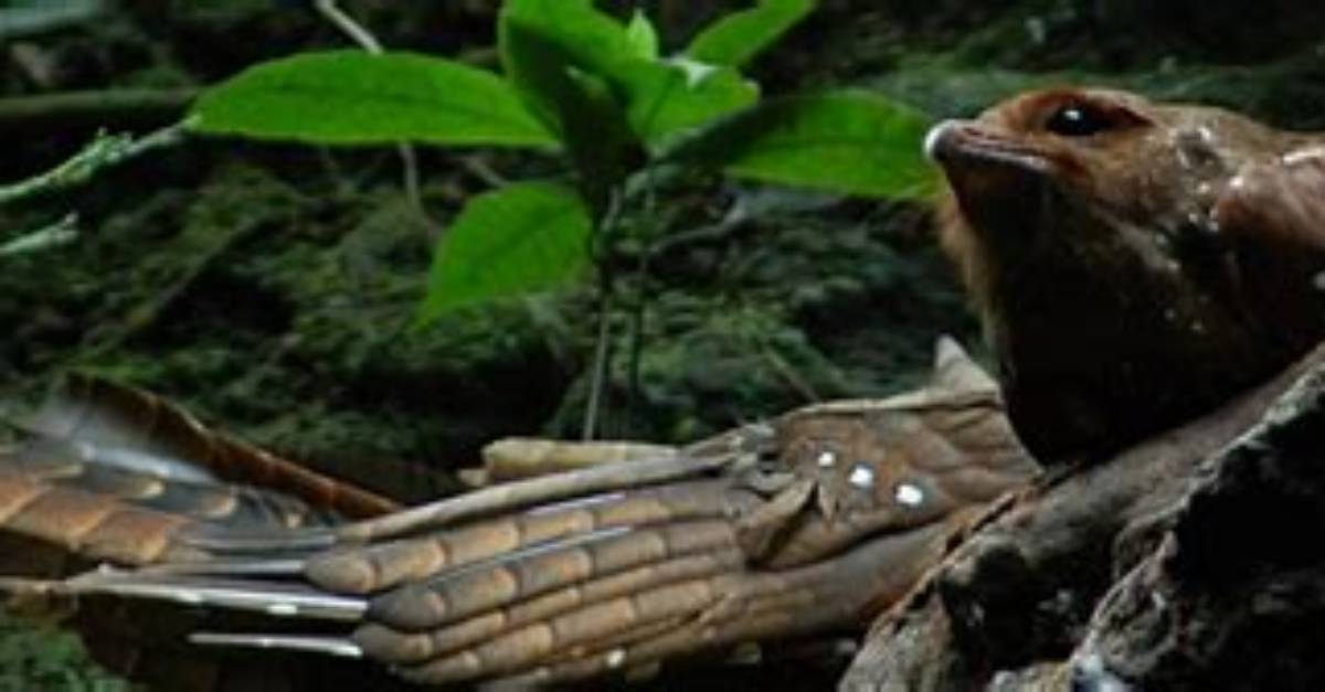 What Do Oilbird Eat?