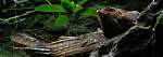 What Do Oilbird Eat?