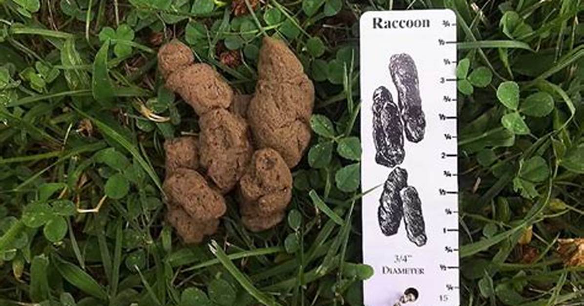 What Do Raccoon Droppings Look Like?