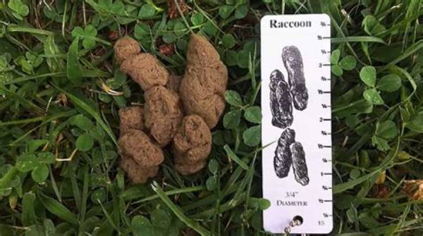 What Do Raccoon Droppings Look Like?