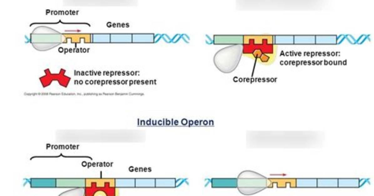 What Do Repressible Operons Do?