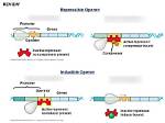 What Do Repressible Operons Do?