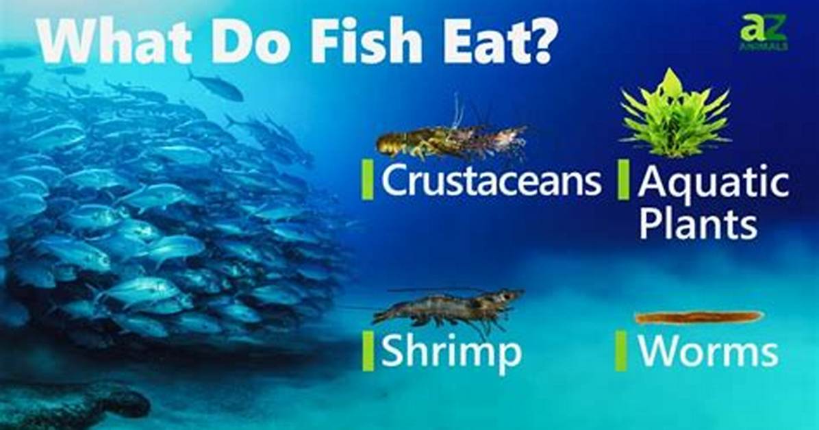 What Do Small Fish Like to Eat?