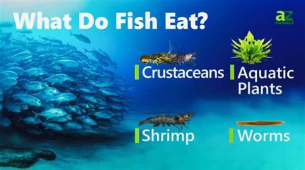 What Do Small Fish Like to Eat?