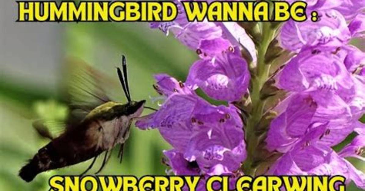 What Do Snowberry Clearwing Caterpillars Eat?
