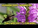What Do Snowberry Clearwing Caterpillars Eat?