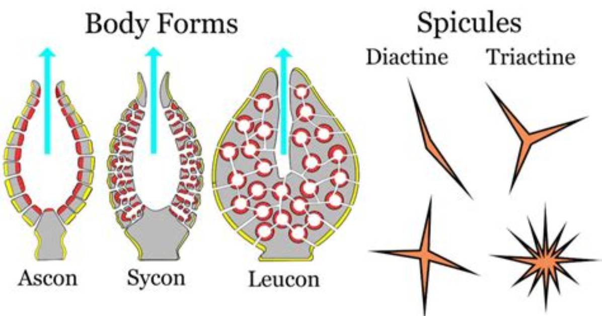 What Do Spicules Do?