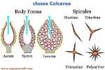 What Do Spicules Do?