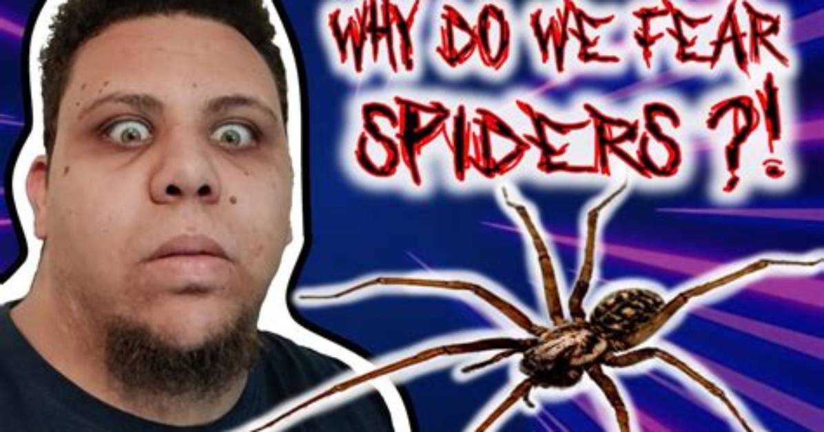 What Do Spiders Fear Most?