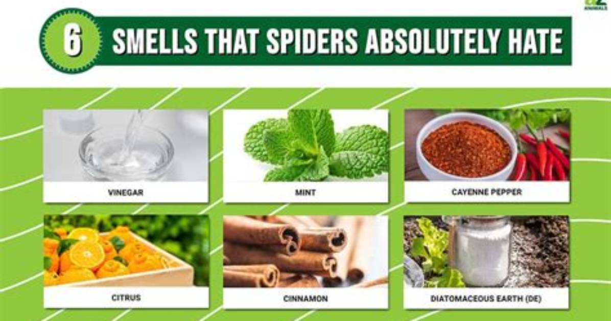 What Do Spiders Hate?