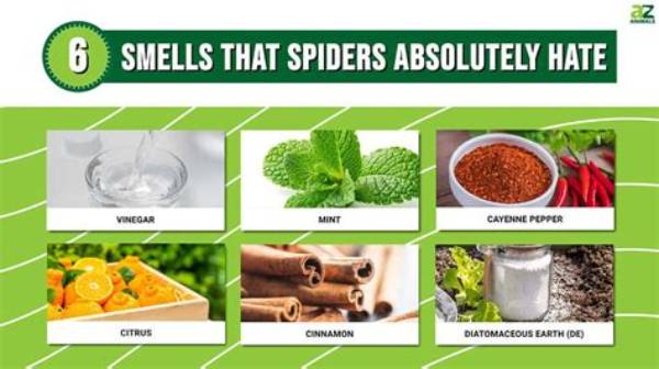What Do Spiders Hate?
