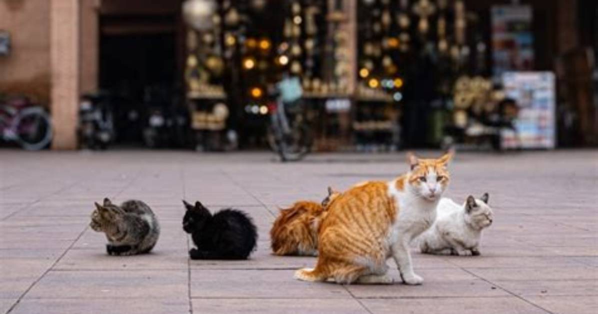 What Do They Call Cats in Mexico?