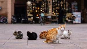 What Do They Call Cats in Mexico?