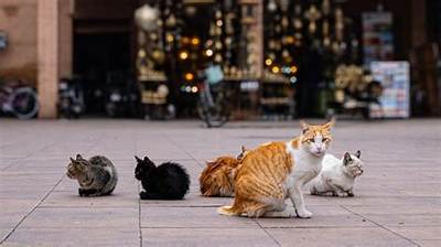 What Do They Call Cats in Mexico?