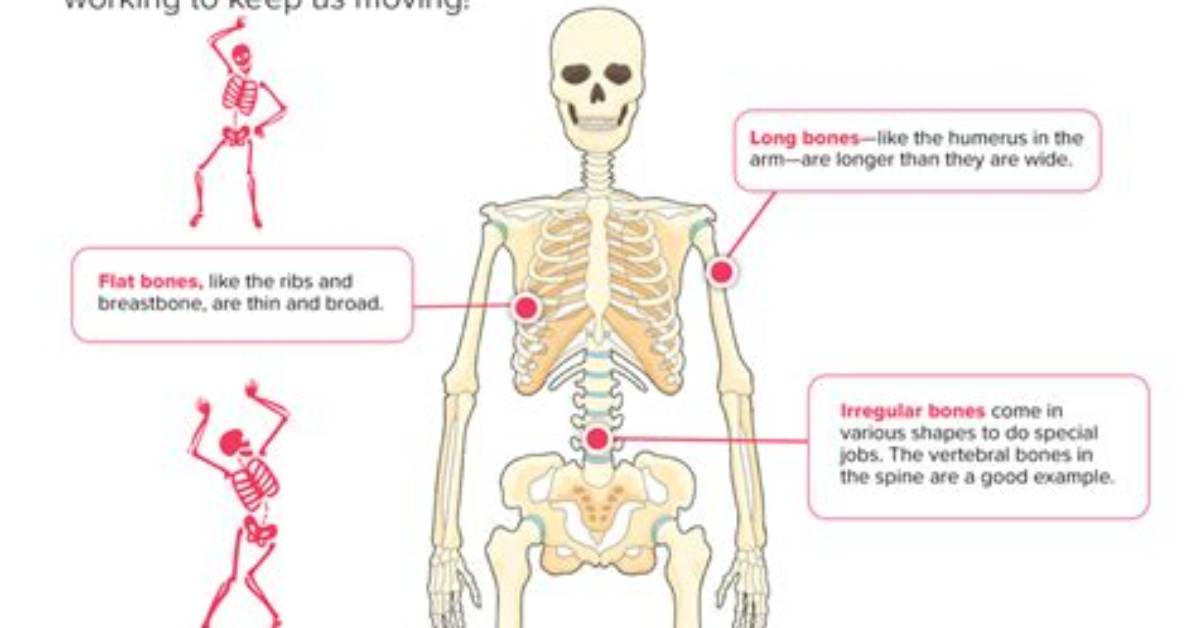 What Do They Do with the Bones After Cremation?
