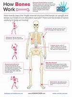 What Do They Do with the Bones After Cremation?