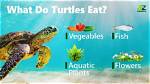 What Do Turtles Eat in Ark