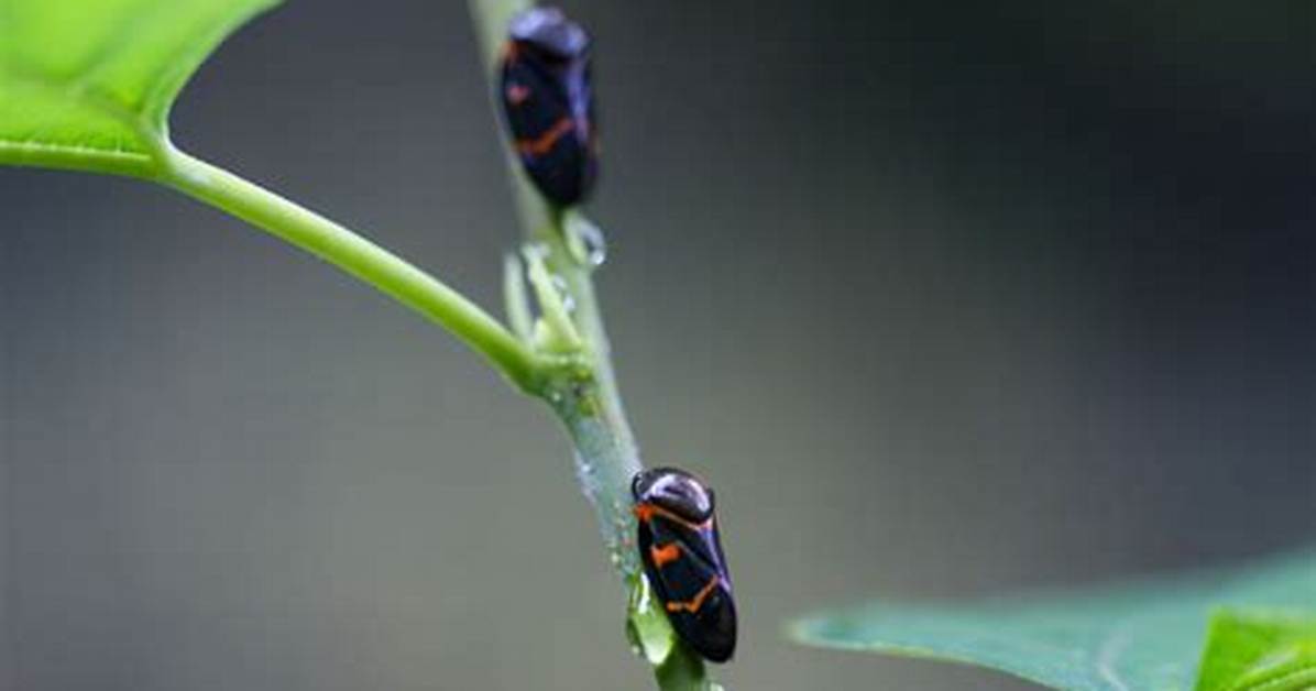 What Do Two Lined Spittlebugs Eat?