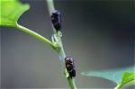 What Do Two Lined Spittlebugs Eat?