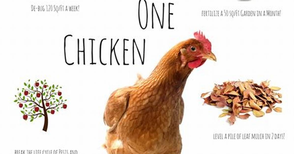 What Do We Use Chickens for?