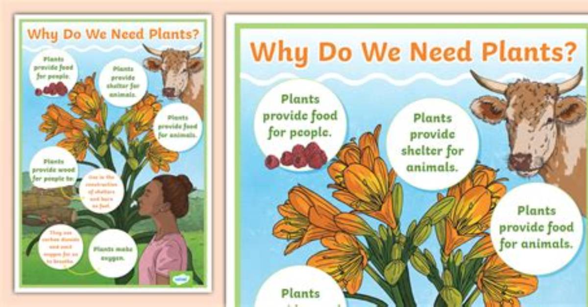 What Do We Use Plants For