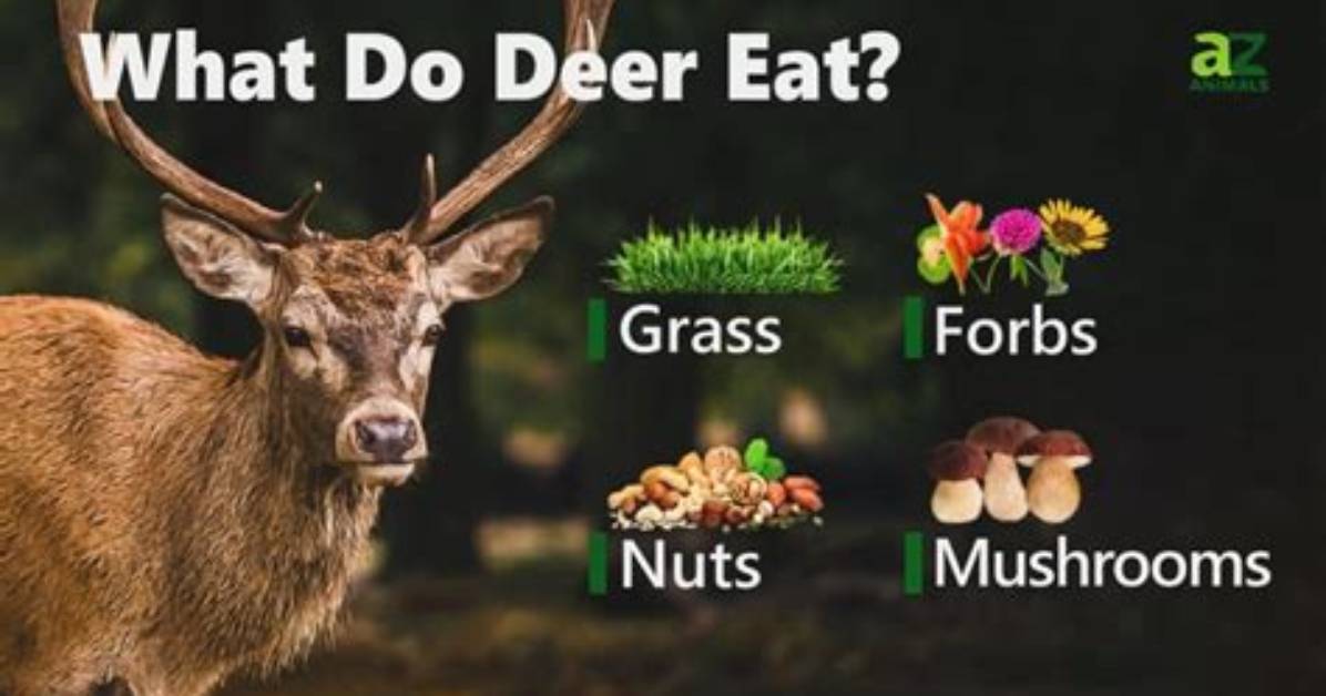 What Do Whitetail Deer Eat in the Wild?