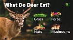 What Do Whitetail Deer Eat in the Wild?