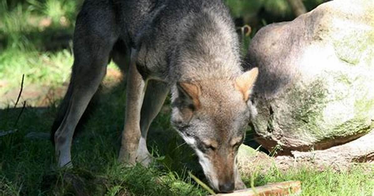 What Do Wolves Smell Like