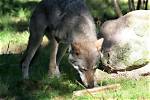 What Do Wolves Smell Like