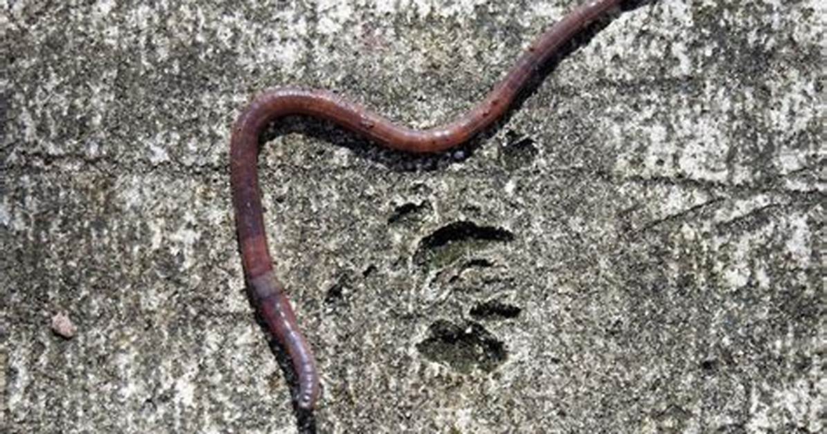 What Do Worms Hate?