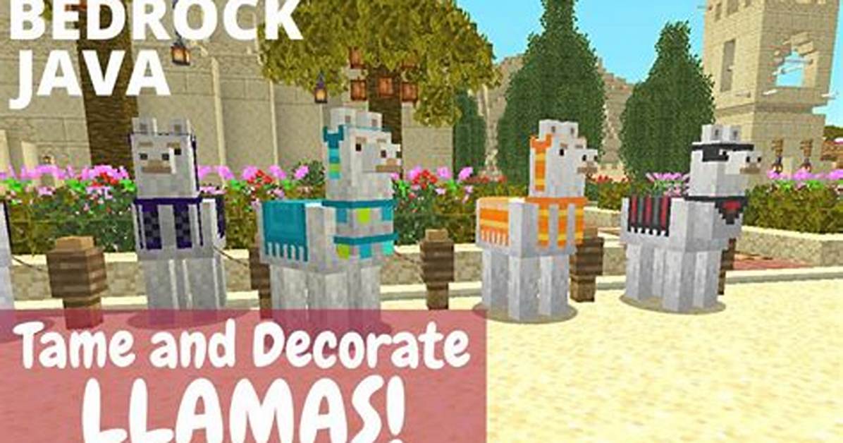 What Do You Put on Llamas In