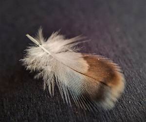 What Does a Brown and White Feather Mean?