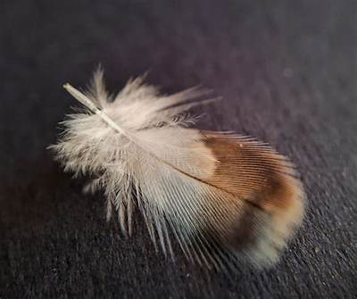 What Does a Brown and White Feather Mean?