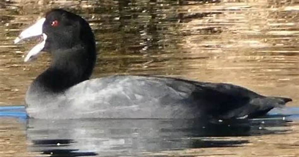 What Does a Coot Sound Like?
