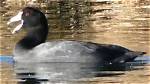 What Does a Coot Sound Like?