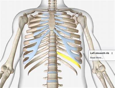 What Does a Displaced Rib Feel Like?