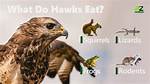 What Does a Hawk Eat in a Food Chain