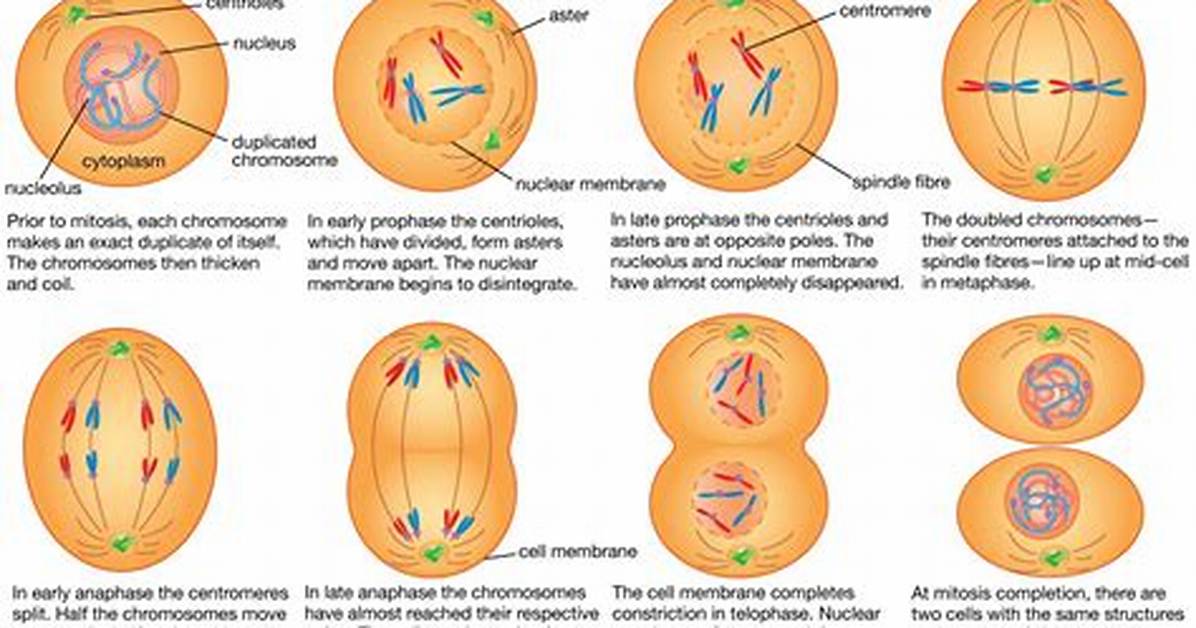 What Does a Mitosis Mean in Biology?