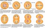 What Does a Mitosis Mean in Biology?