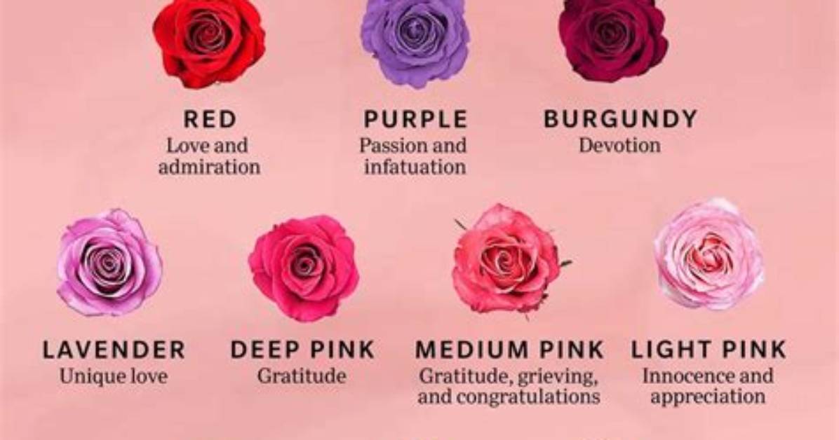 What Does a Pure Rose Mean?