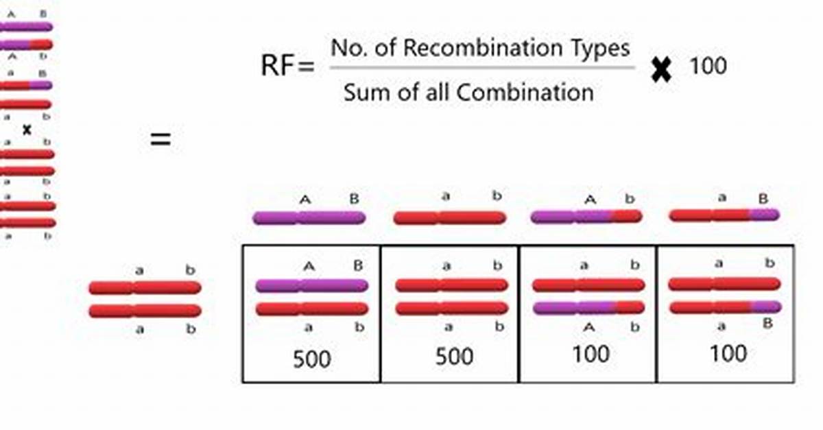 What Does a Recombination Frequency of 0.5 Mean?