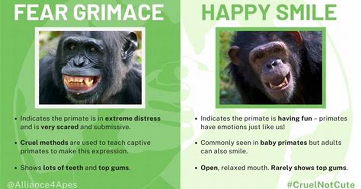 What Does a Smile Mean to Monkeys?