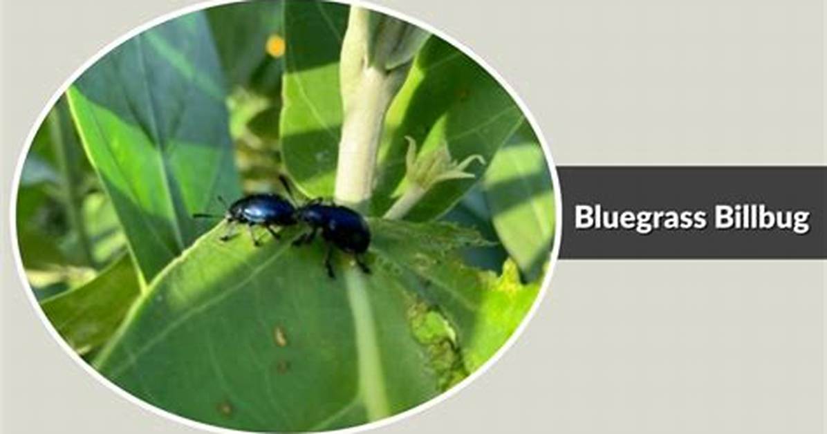 What Does Bluegrass Billbug Look Like?