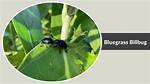 What Does Bluegrass Billbug Look Like?